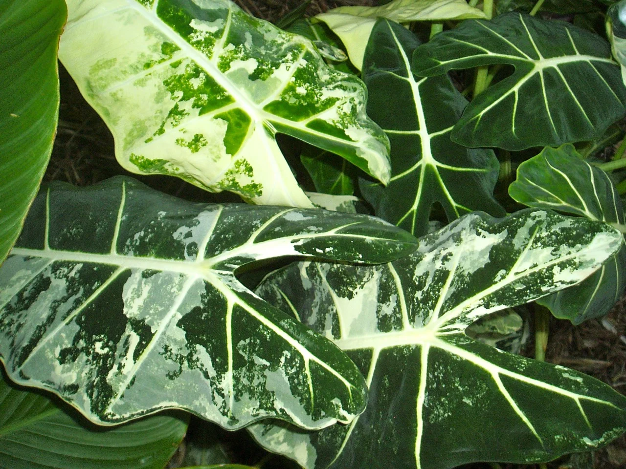 homalomena rubescens variegata Homalomena Rubescens Aurea Variegata – Rare tropical plant – Green and  White Plants