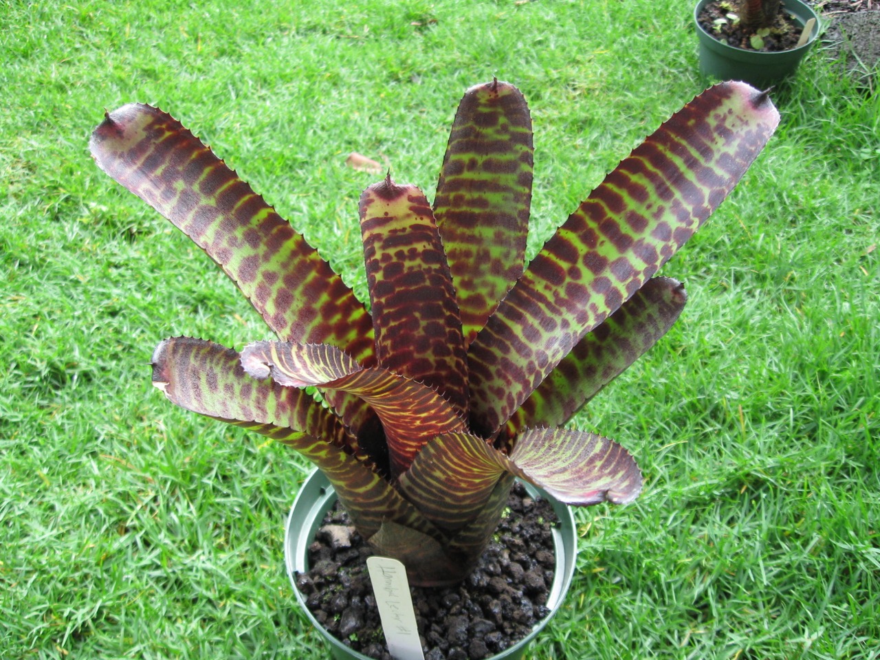 Aechmea 'Hannibal Lector'.jpg