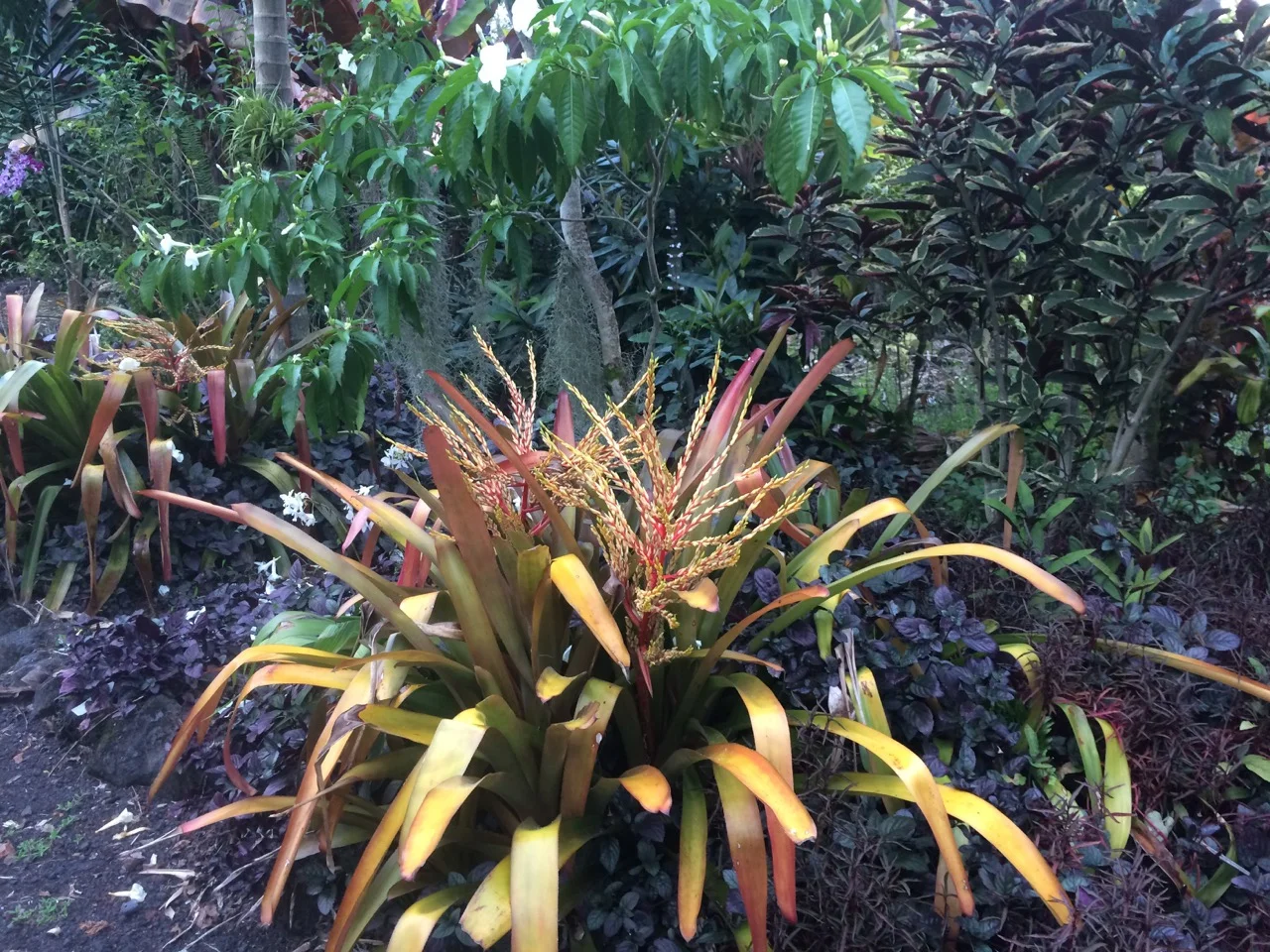Aechmea blanchetiana rubra (1).jpg