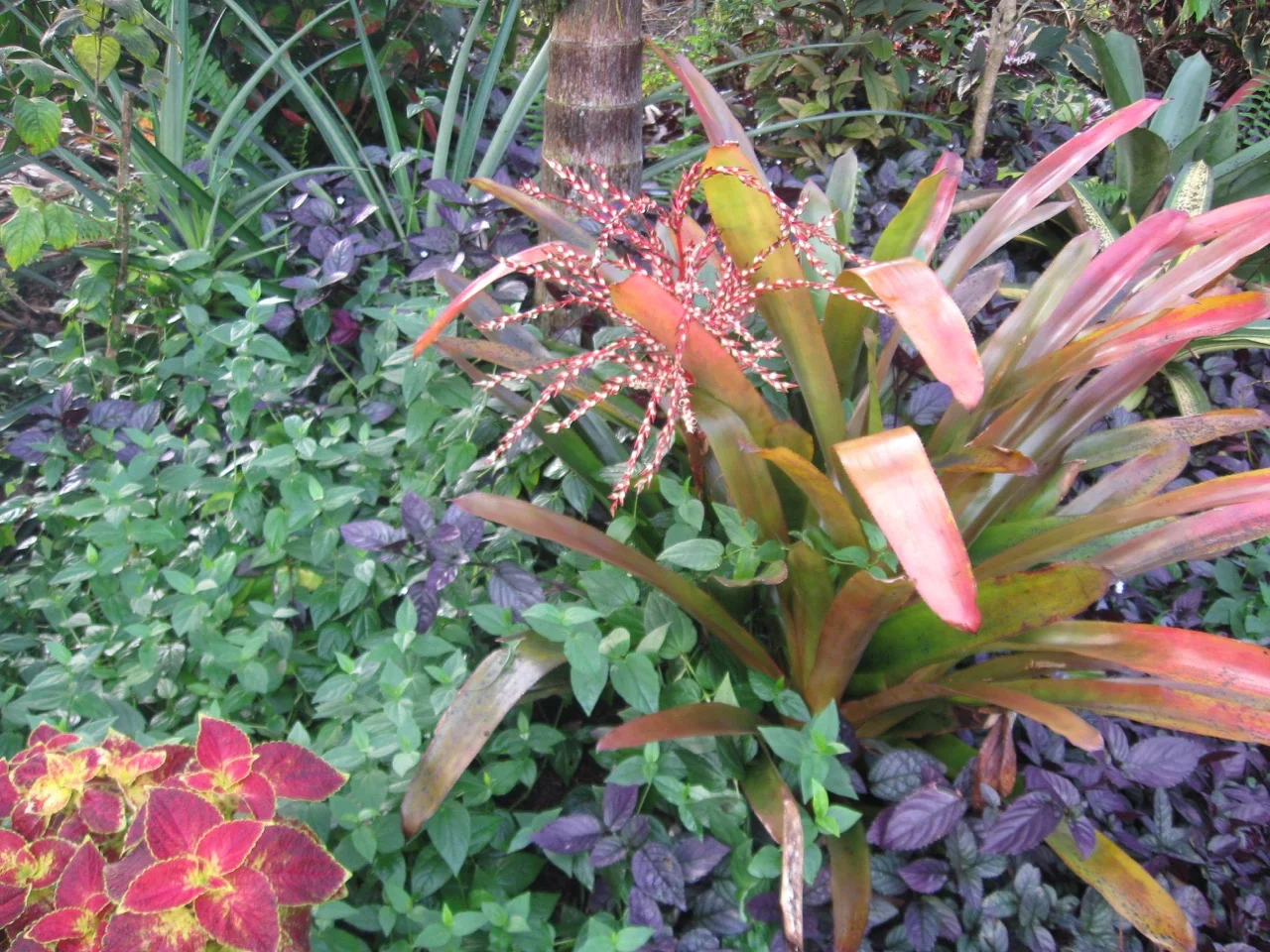 Aechmea blanchetiana rubra (2).jpg