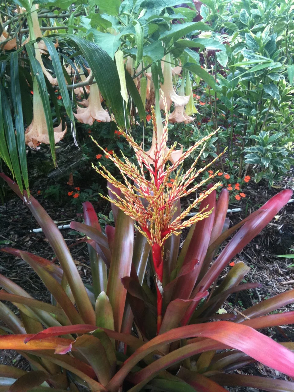 Aechmea blanchetiana rubra (3).jpg