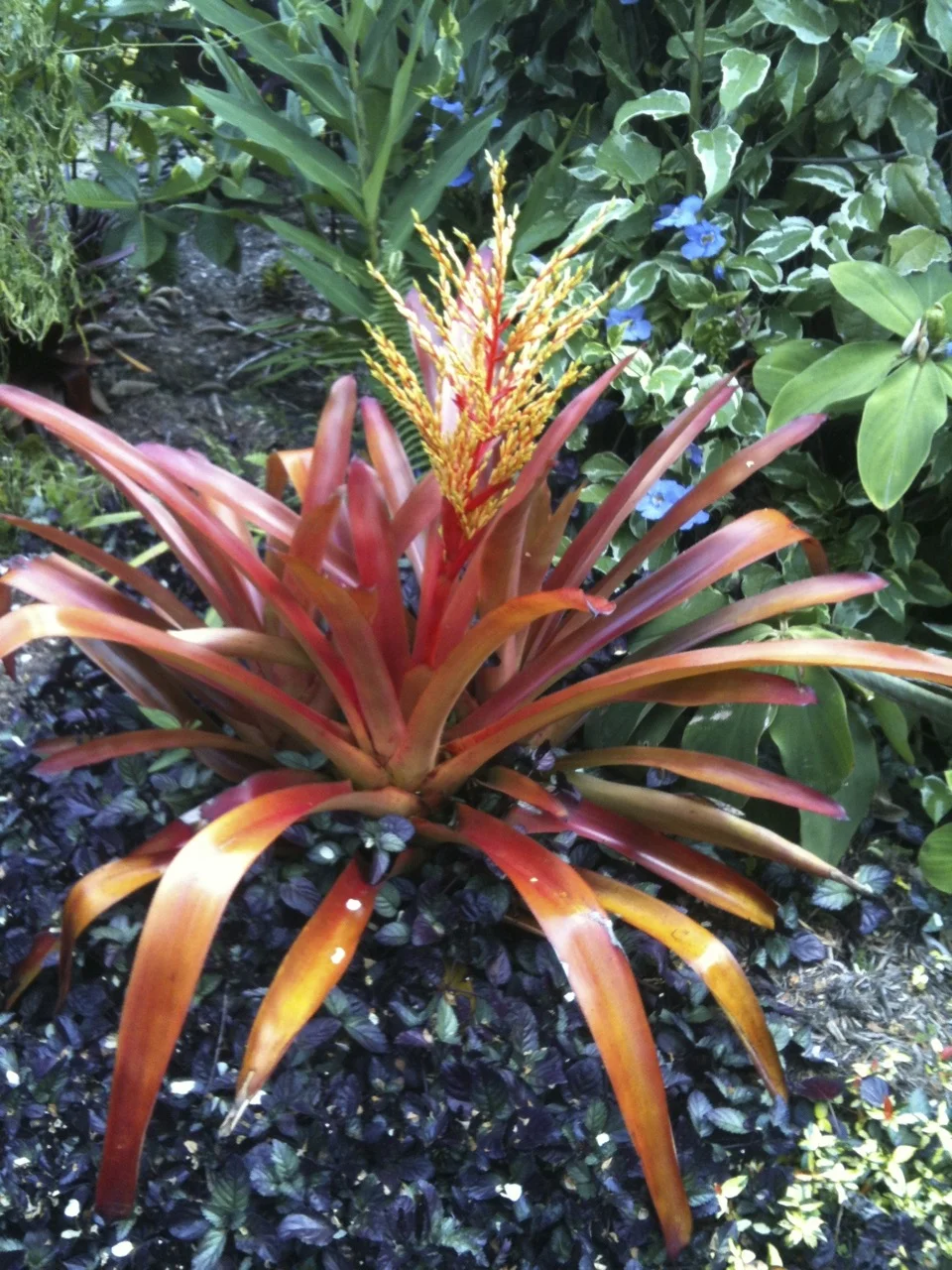Aechmea blanchetiana rubra.jpg
