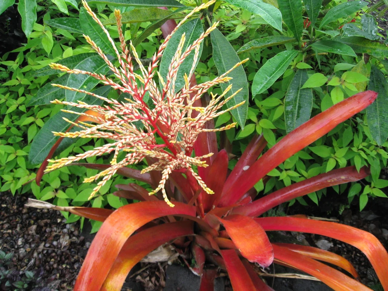 Aechmea blanchetiana rubra (4).jpg