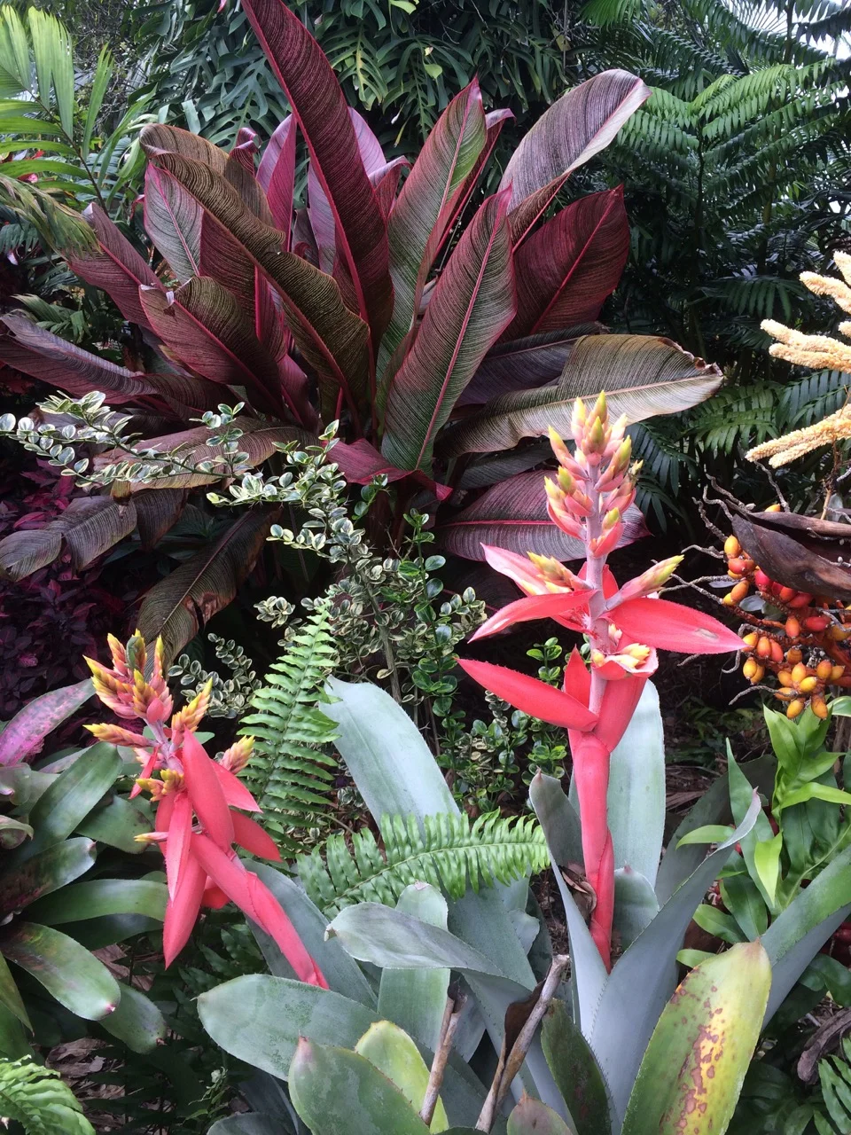 Aechmea chantinii ‘Little Harv' (1).jpg