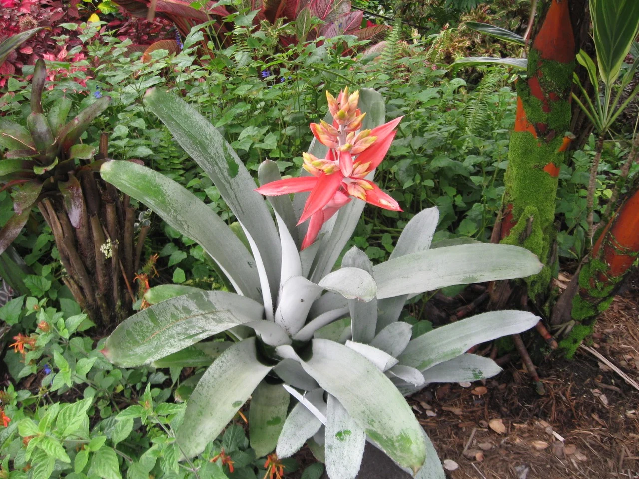 Aechmea chantinii ‘Little Harv'.jpg