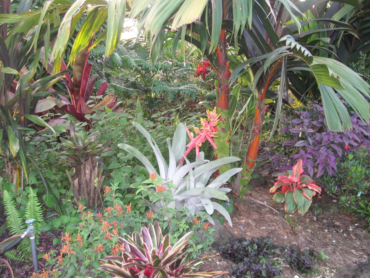 Aechmea chantinii ‘Little Harv' (4).jpg