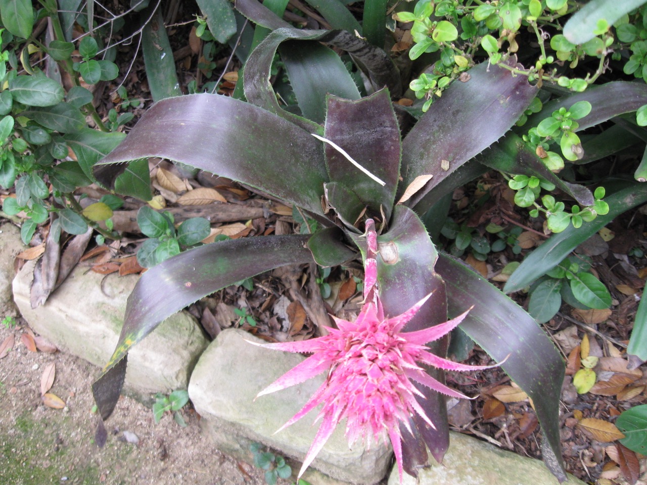 Aechmea fasciata purpurea (1).jpg