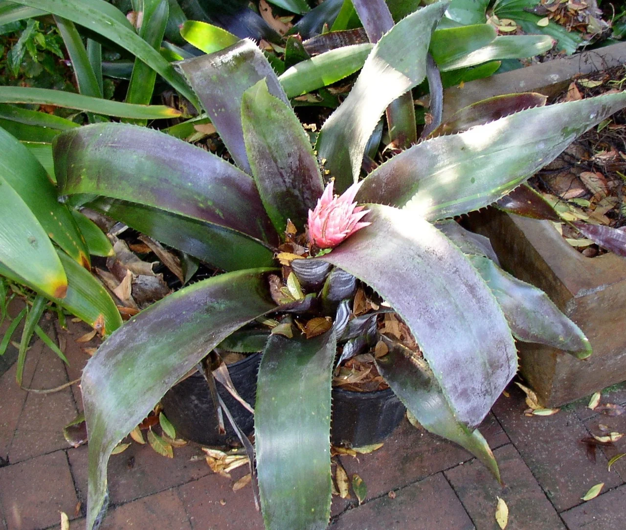 Aechmea fasciata purpurea  Vintage Green Farms with Tom Piergrossi