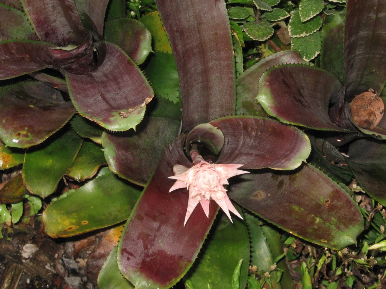 Aechmea fasciata purpurea (3).jpg