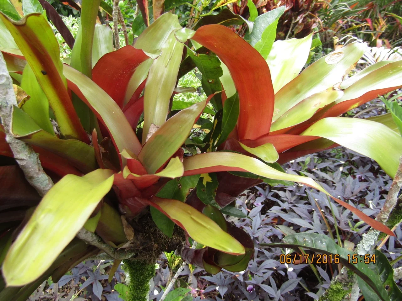 Aechmea fulgens (1).jpg