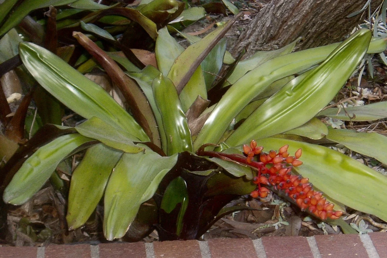 Aechmea fulgens.jpg