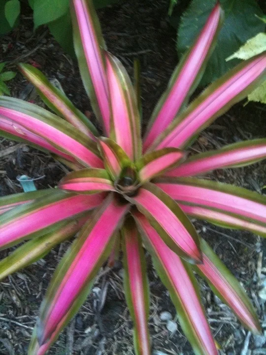 Aechmea lueddemanniana 'Alvarez' (1).jpg