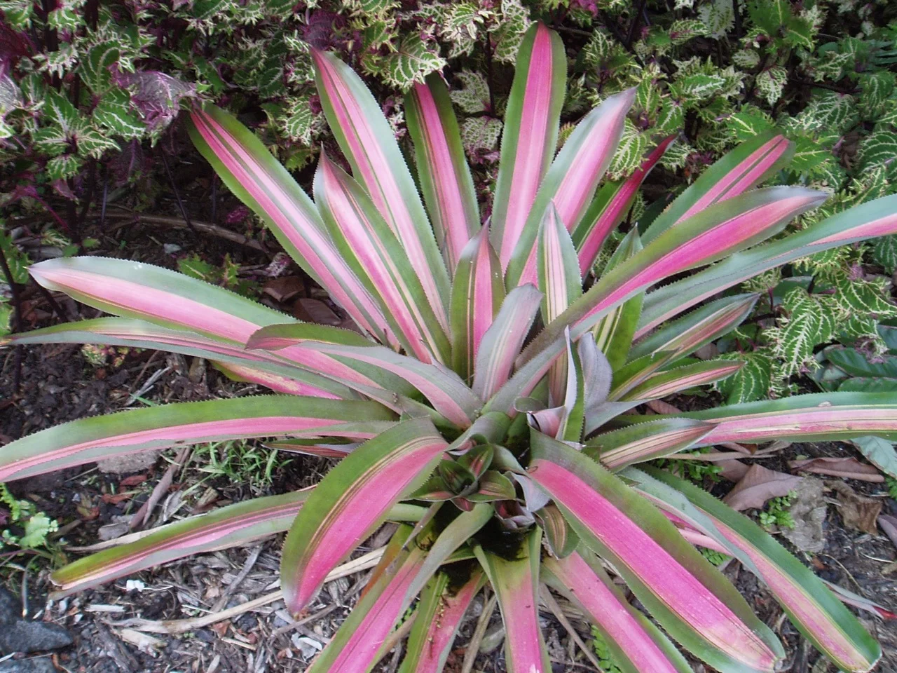 Aechmea lueddemanniana 'Alvarez' (3).jpg