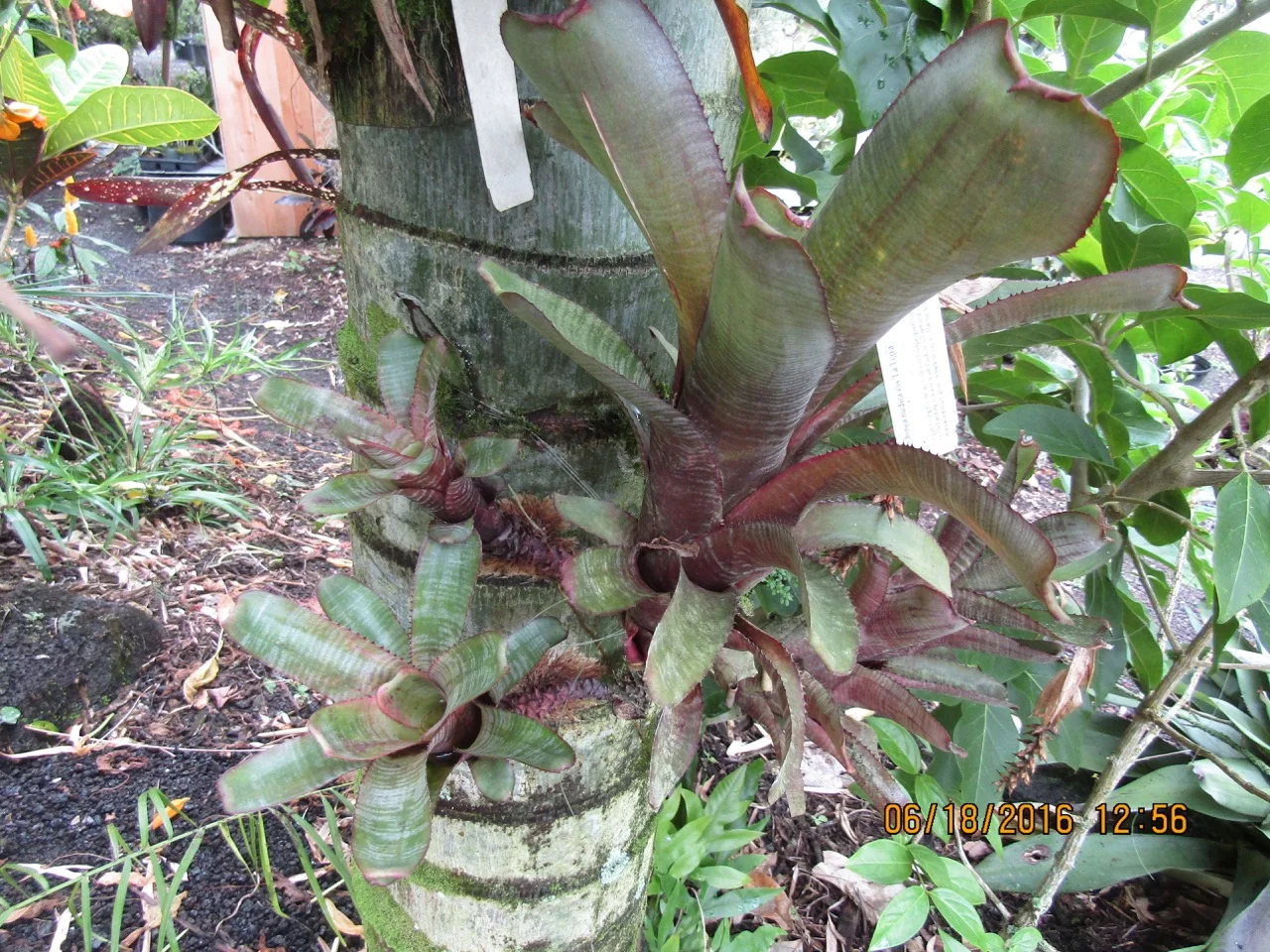 Aechmea nudicaulis 'La Tigra' (1).jpg