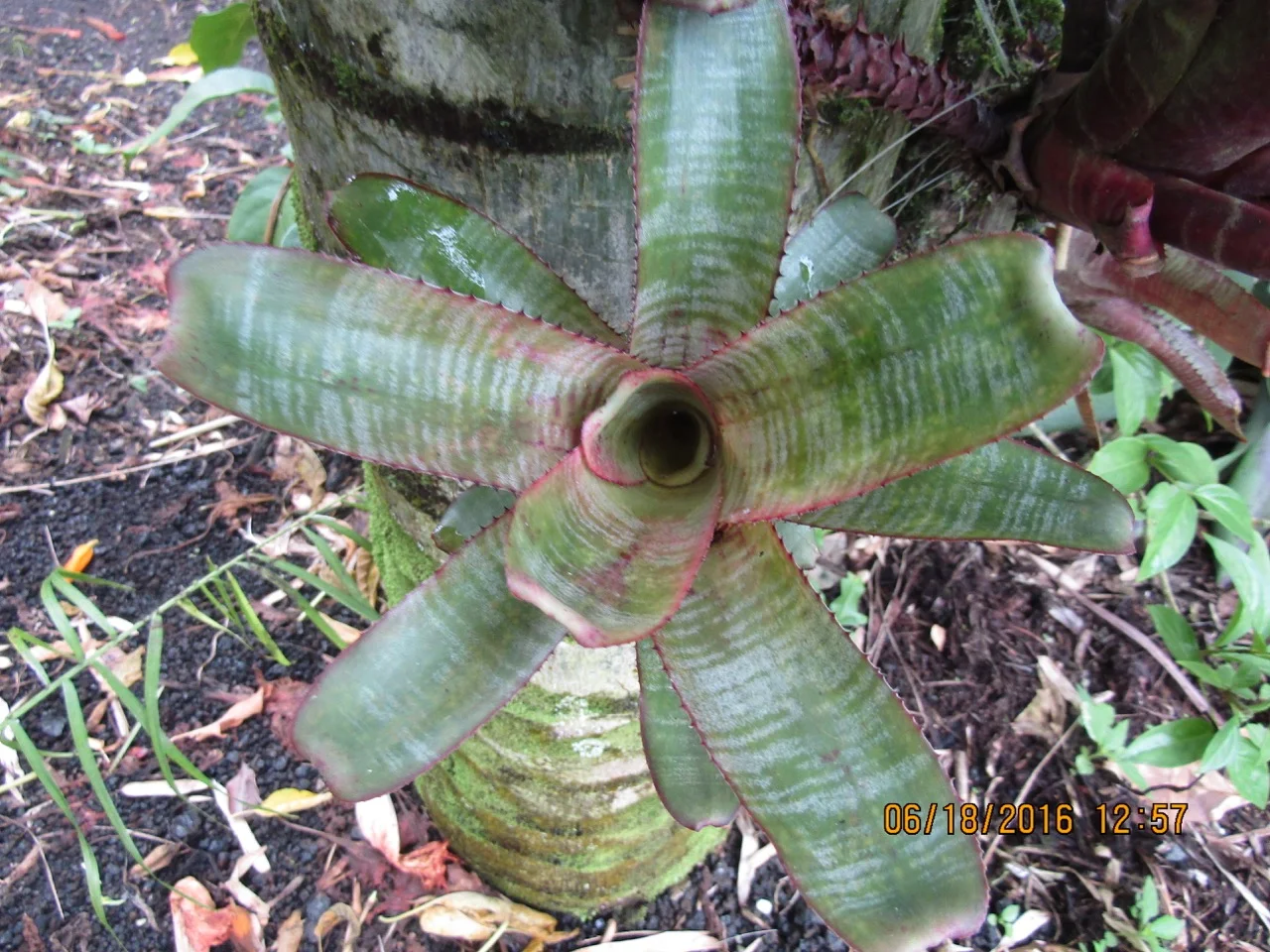 Aechmea nudicaulis 'La Tigra' (2).jpg
