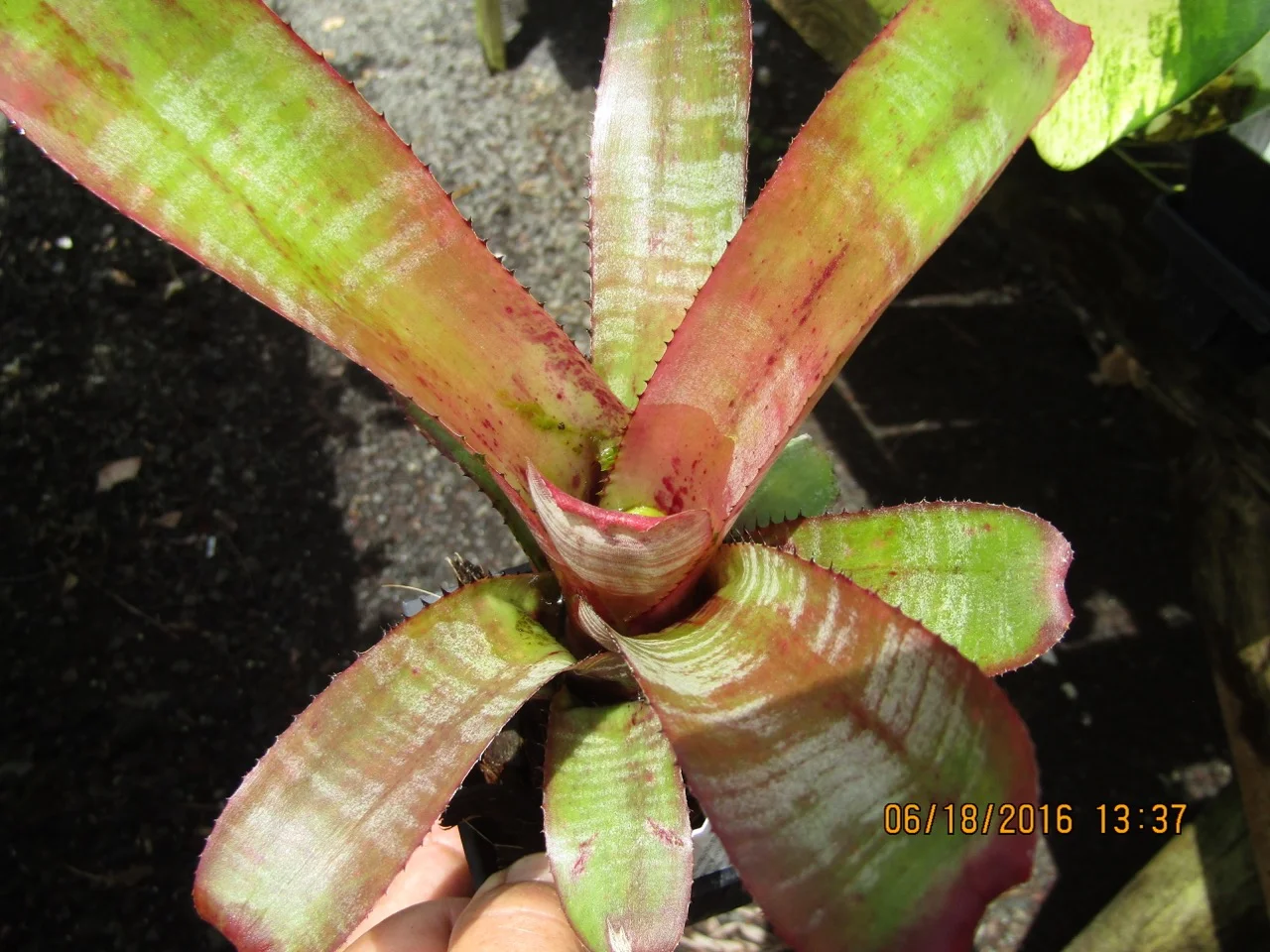 Aechmea nudicaulis 'La Tigra' (3).jpg
