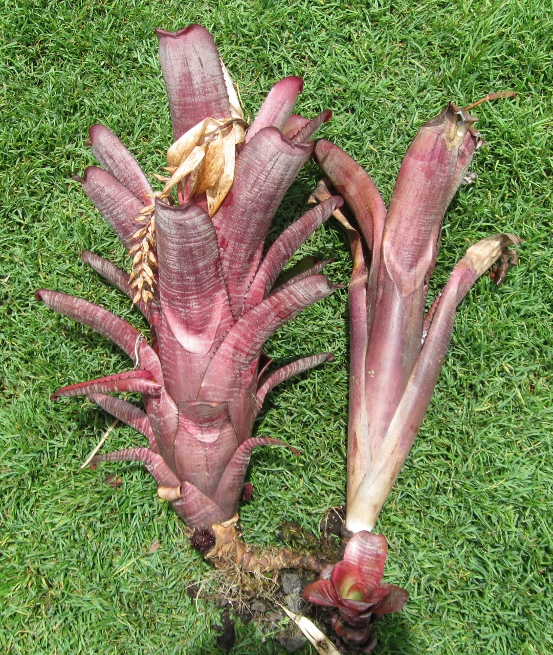 Aechmea nudicaulis 'La Tigra'.jpg