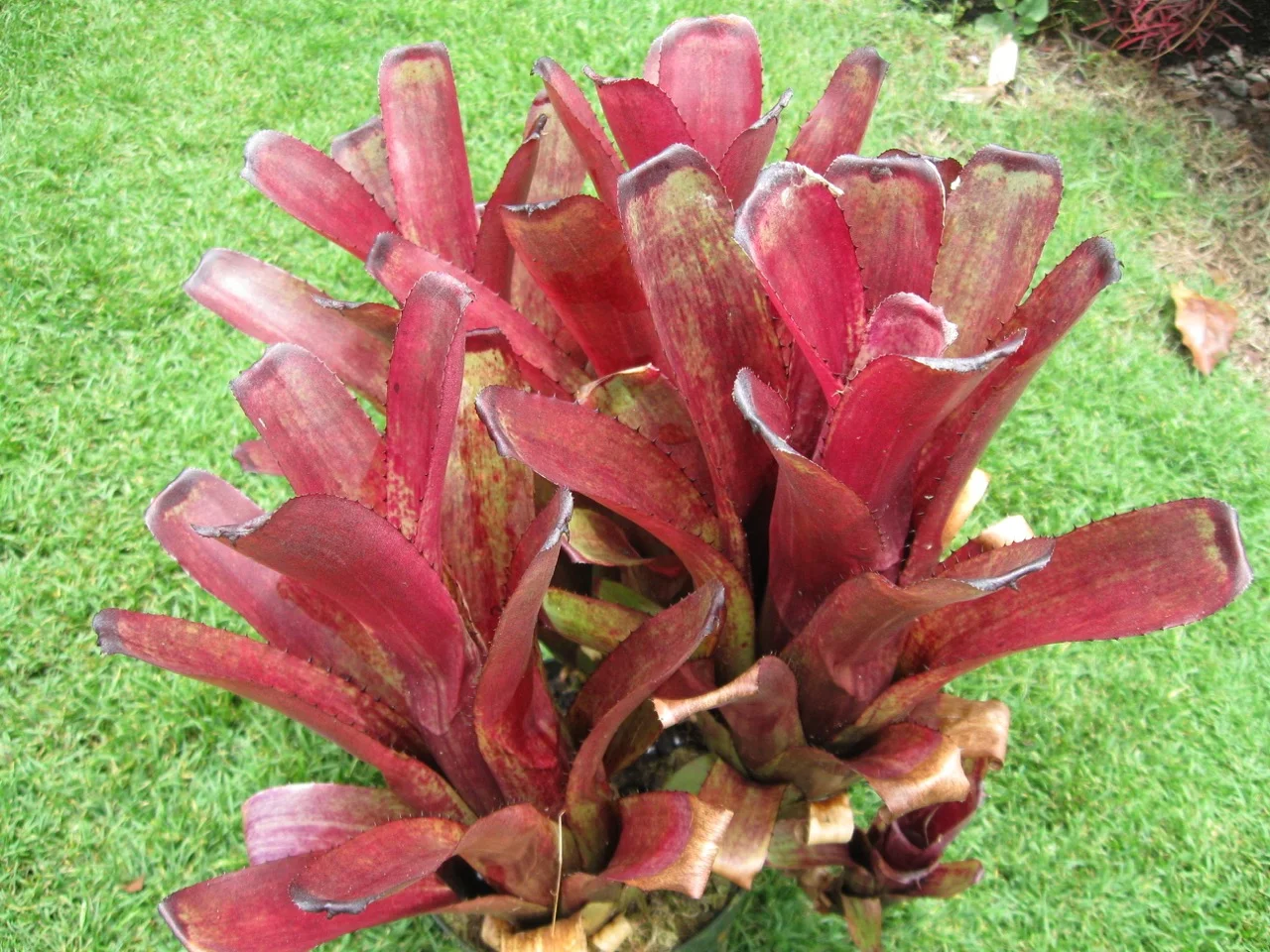 Aechmea nudicaulis v. capitata 'Rubra'.jpg