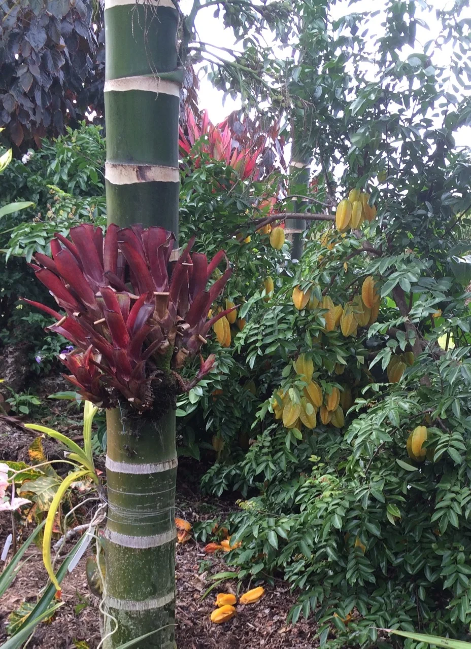 Aechmea nudicaulis v. capitata 'Rubra' (1).jpg