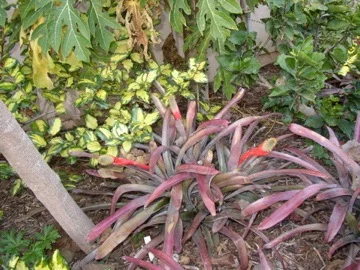 aechmea_pineliana.jpg