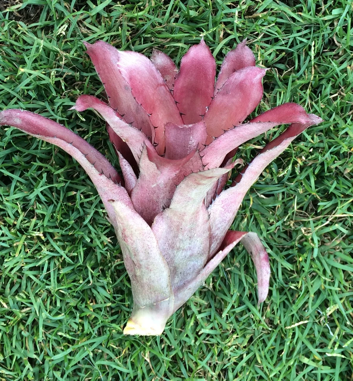 Aechmea pineliana v. minuta.jpg