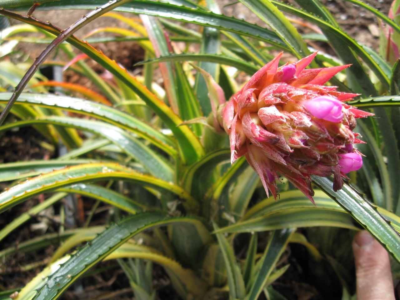 Aechmea recurvata 'Aztec Gold' (1).jpg
