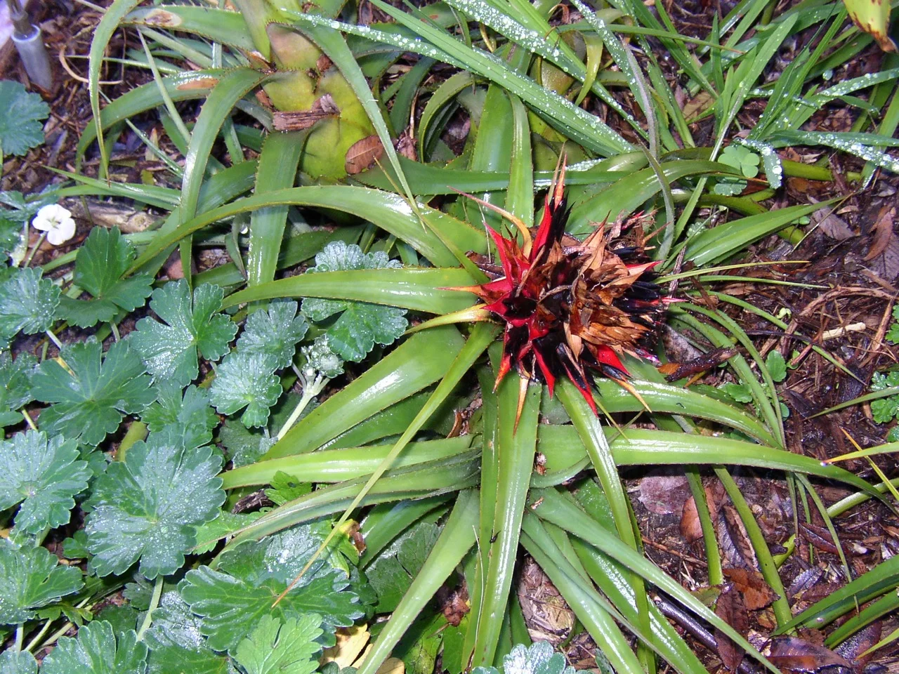 Aechmea recurvata 'Rubra' seed.jpg