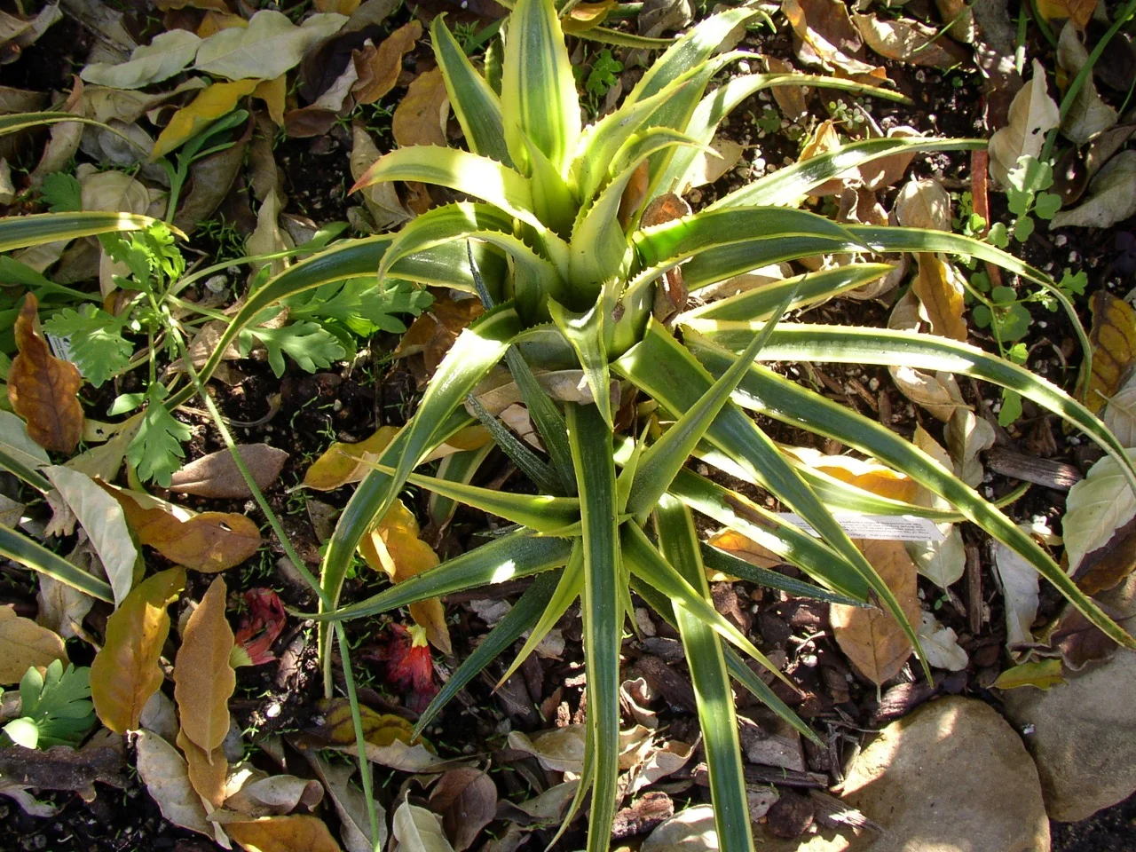 Aechmea recurvata 'Aztec Gold'.jpg
