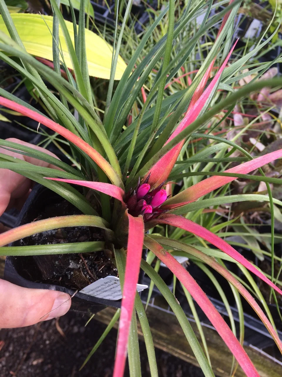 Aechmea recurvata var. ‘Benrathii’ (2).jpg