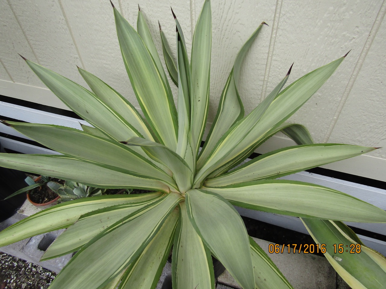 Agave desmetiana ‘Joe Hoak’.jpg