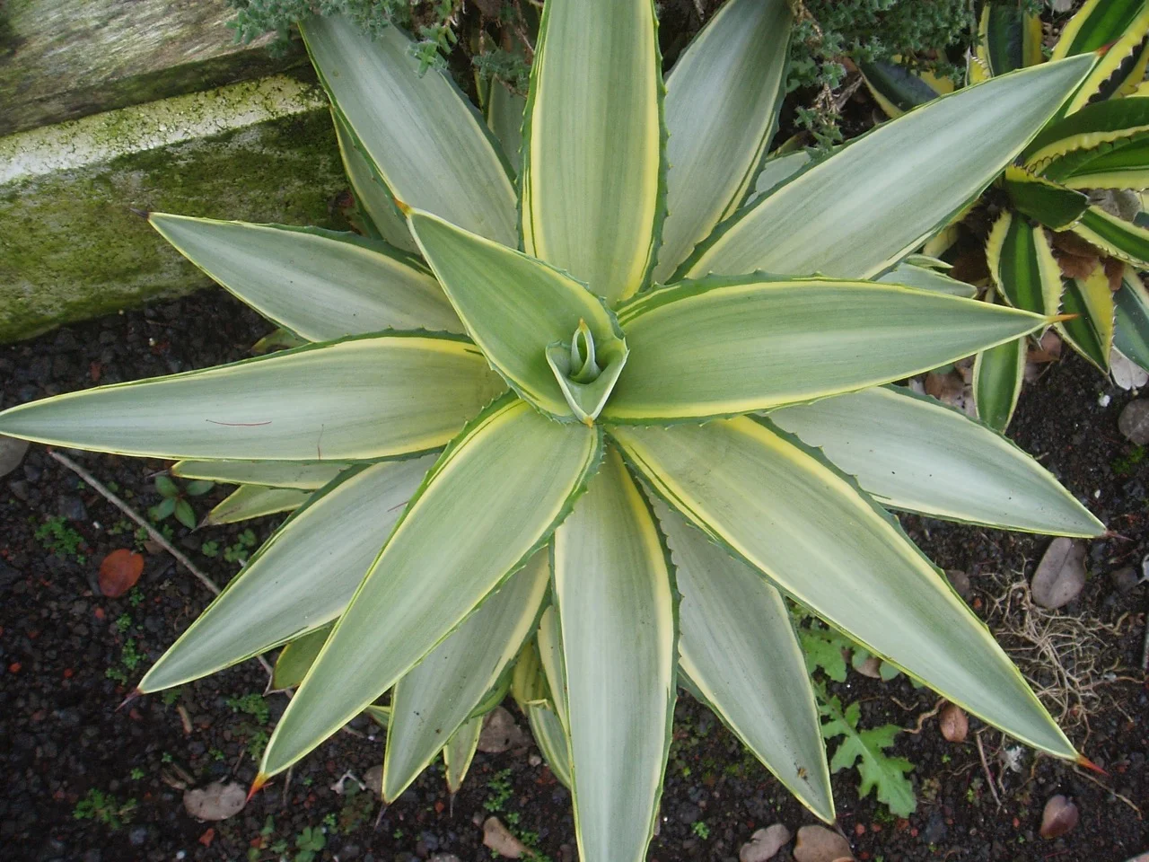 agave_joe_hoak.jpg