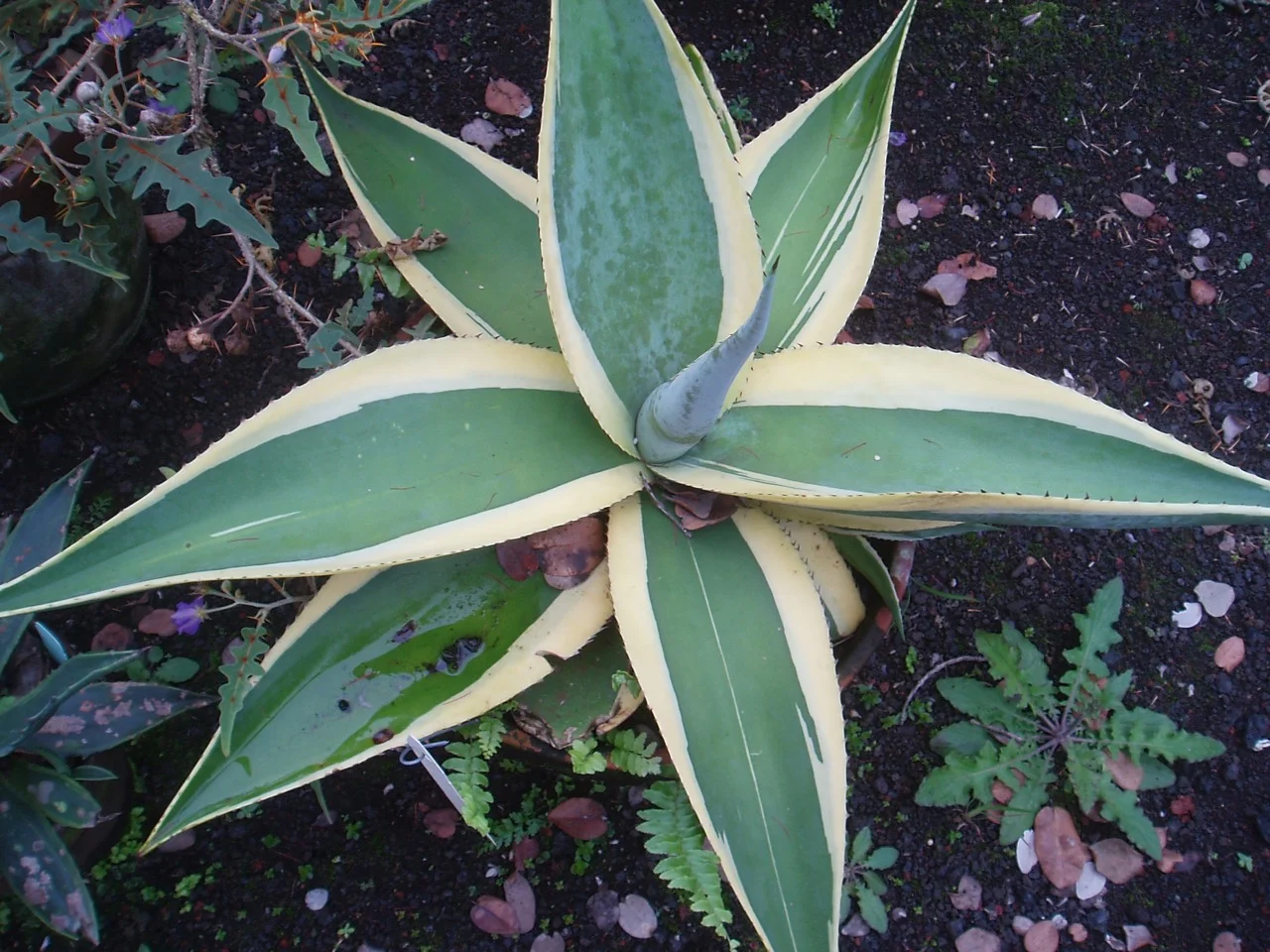 Agave guiengola 'Creme Brule' (1).jpg