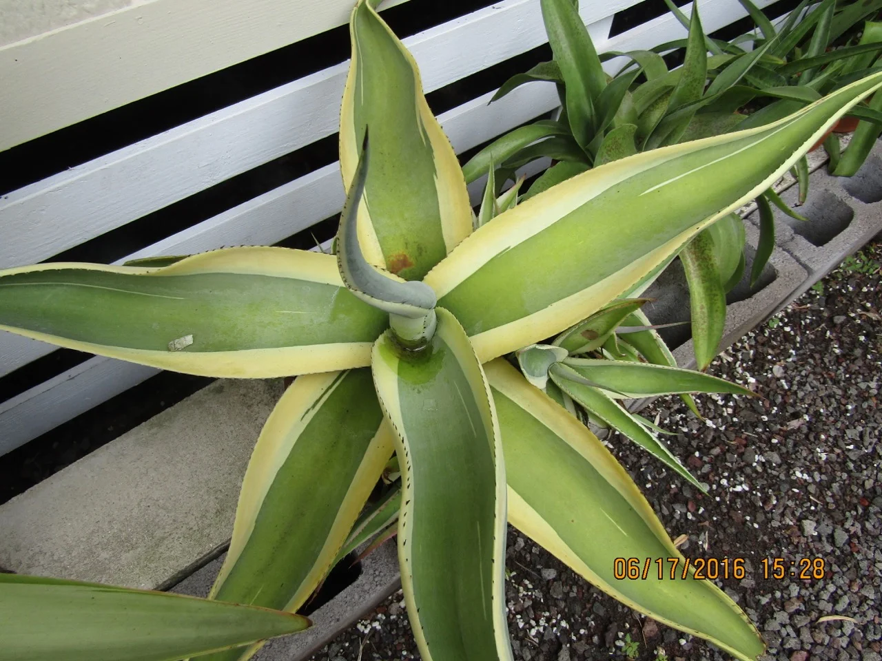 Agave guiengola 'Creme Brule'.jpg