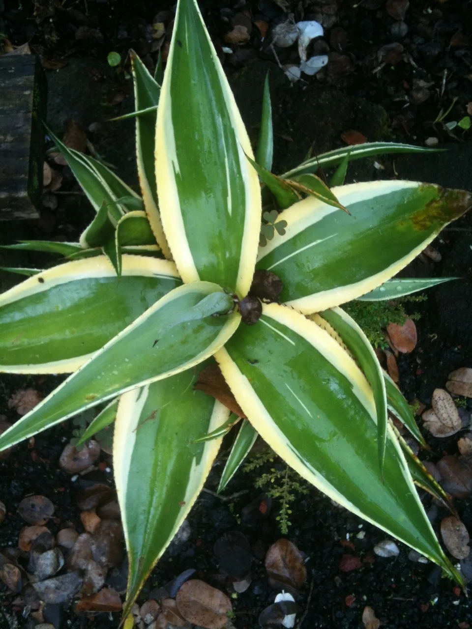 Agave guiengola 'Creme Brule' (2).jpg