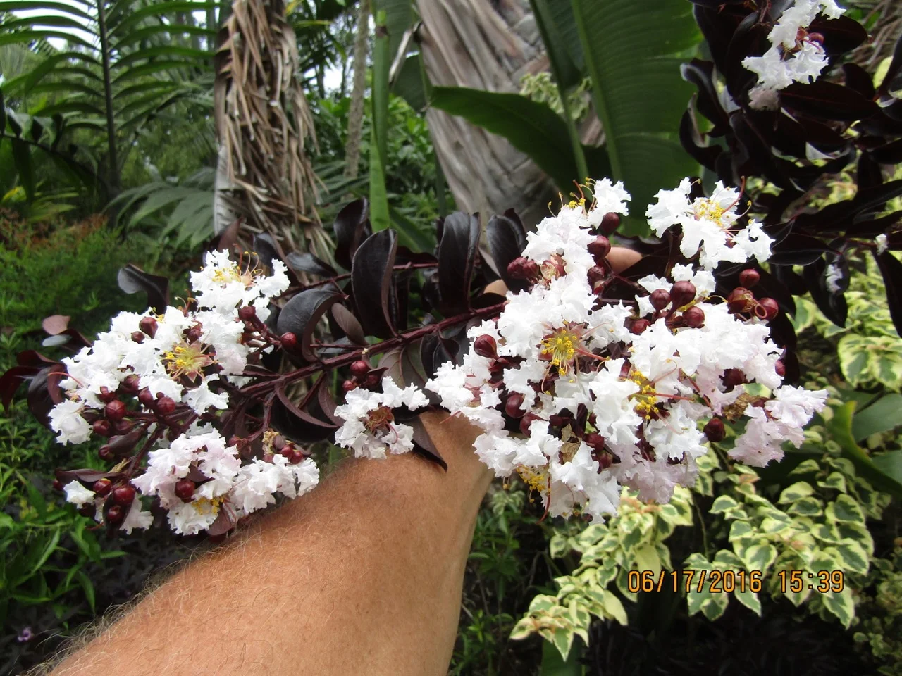 Lagerstroemia indica 'Ebony and Ivory' (1).jpg
