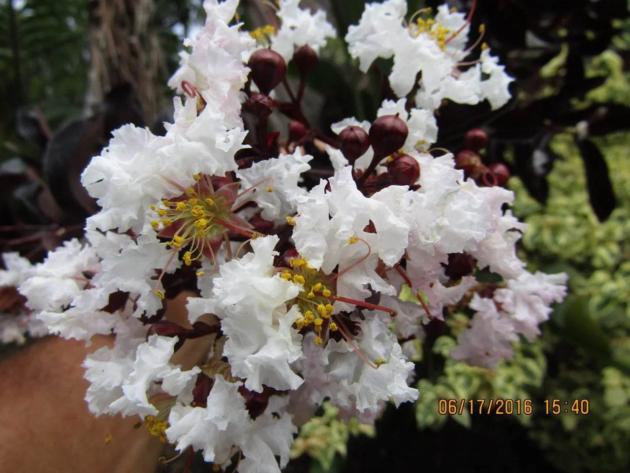 Lagerstroemia indica 'Ebony and Ivory' (2).jpg
