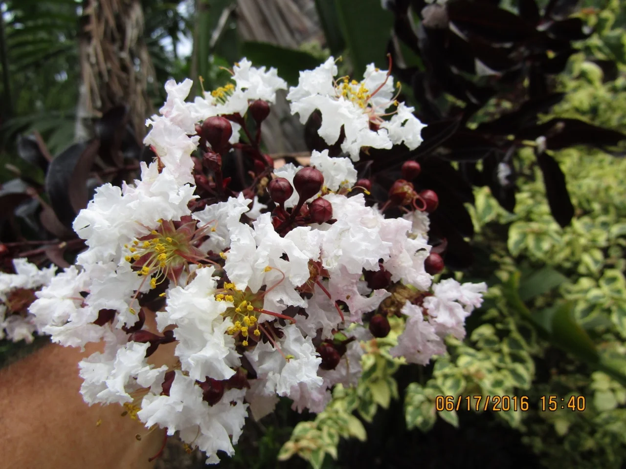 Lagerstroemia indica 'Ebony and Ivory' (3).jpg