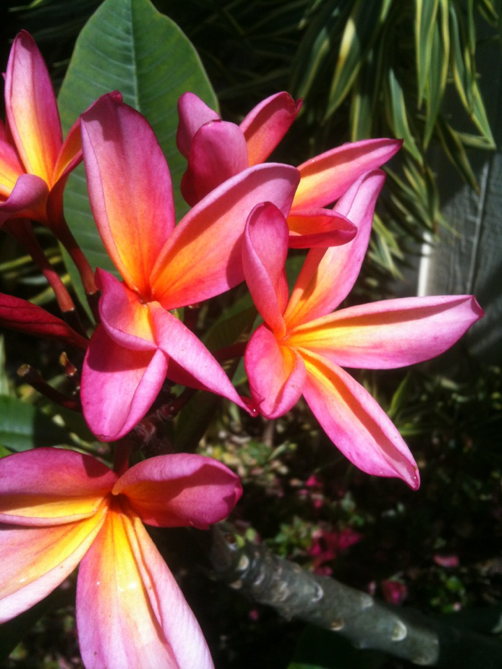 Plumeria rubra 'Kauka Wilder'.jpg