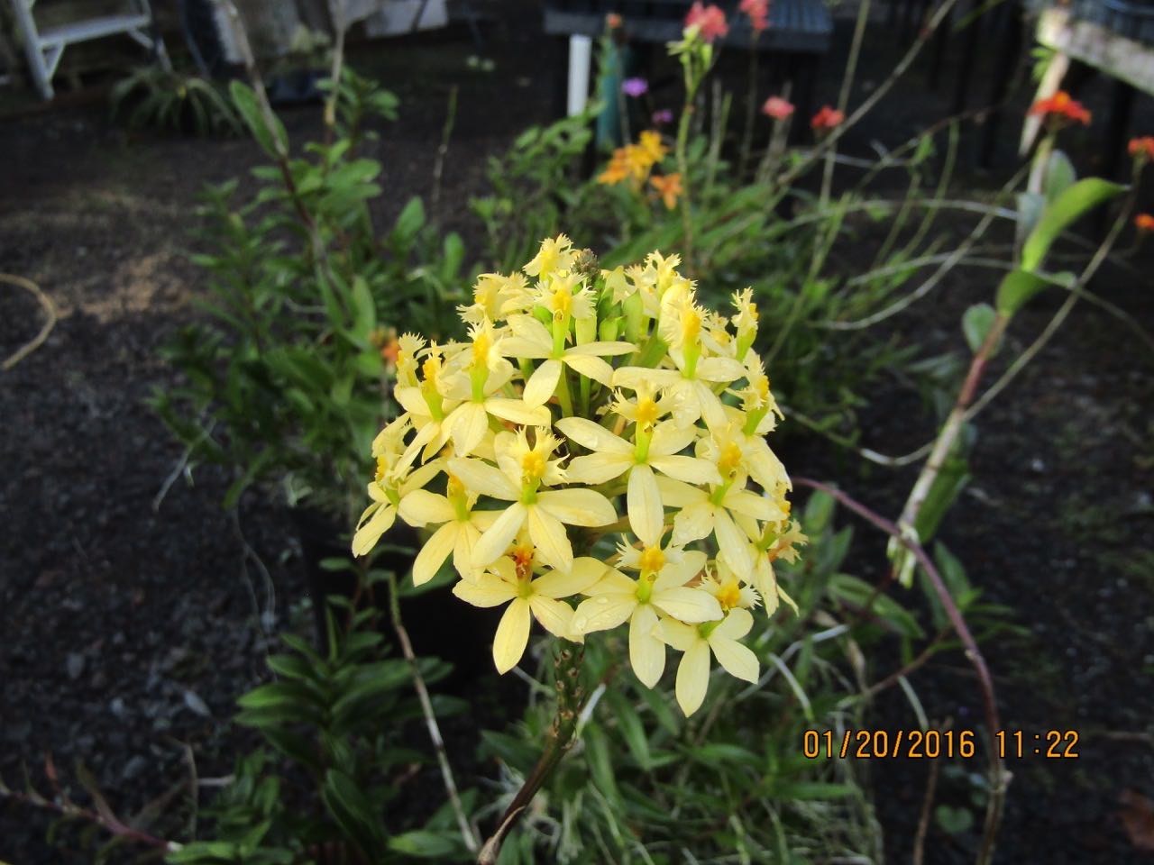 Epidendrum 'Champagne'.jpg