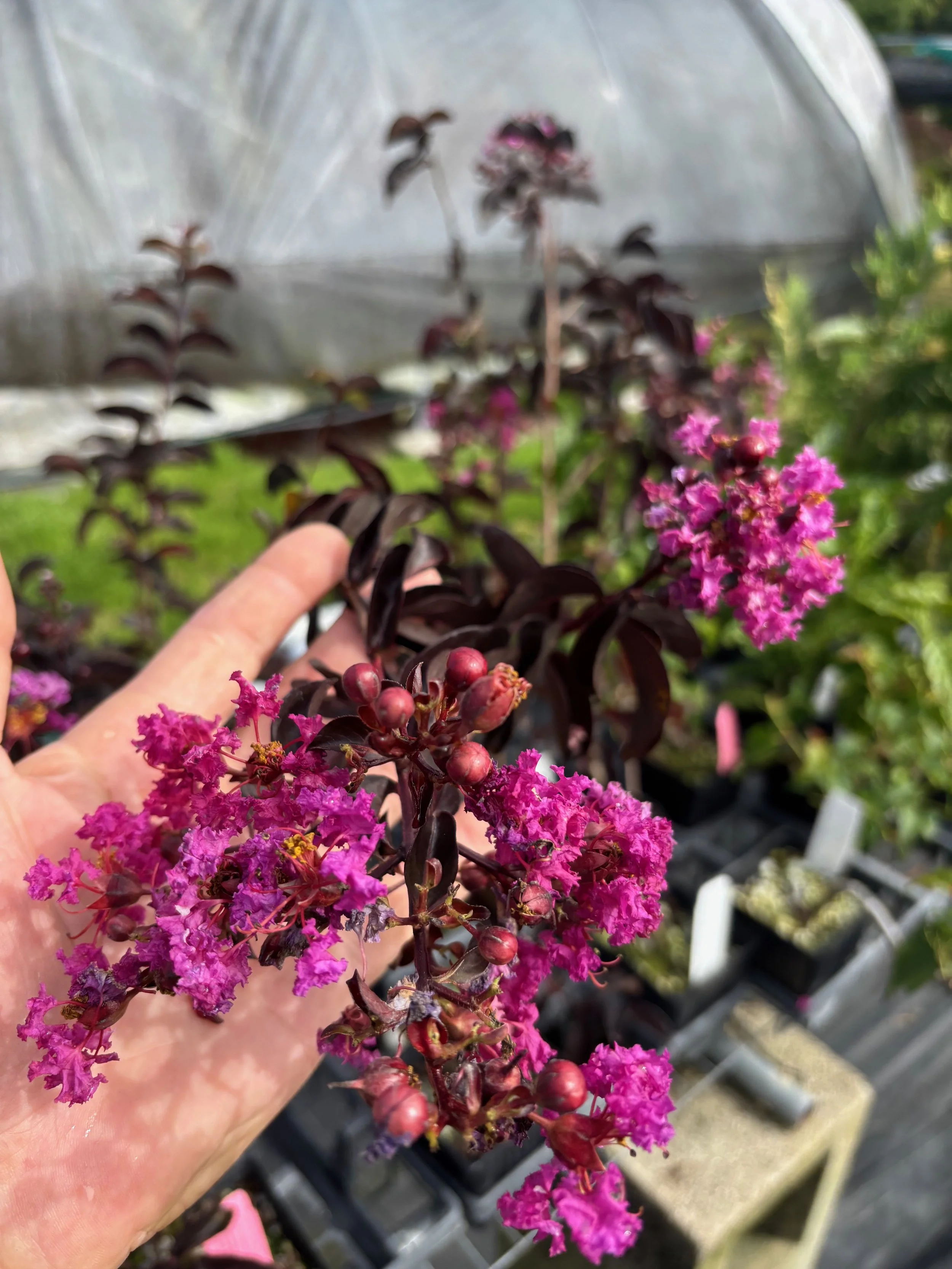 Lagerstroemia indica 'Purely Purple' Black Diamond Series.jpeg