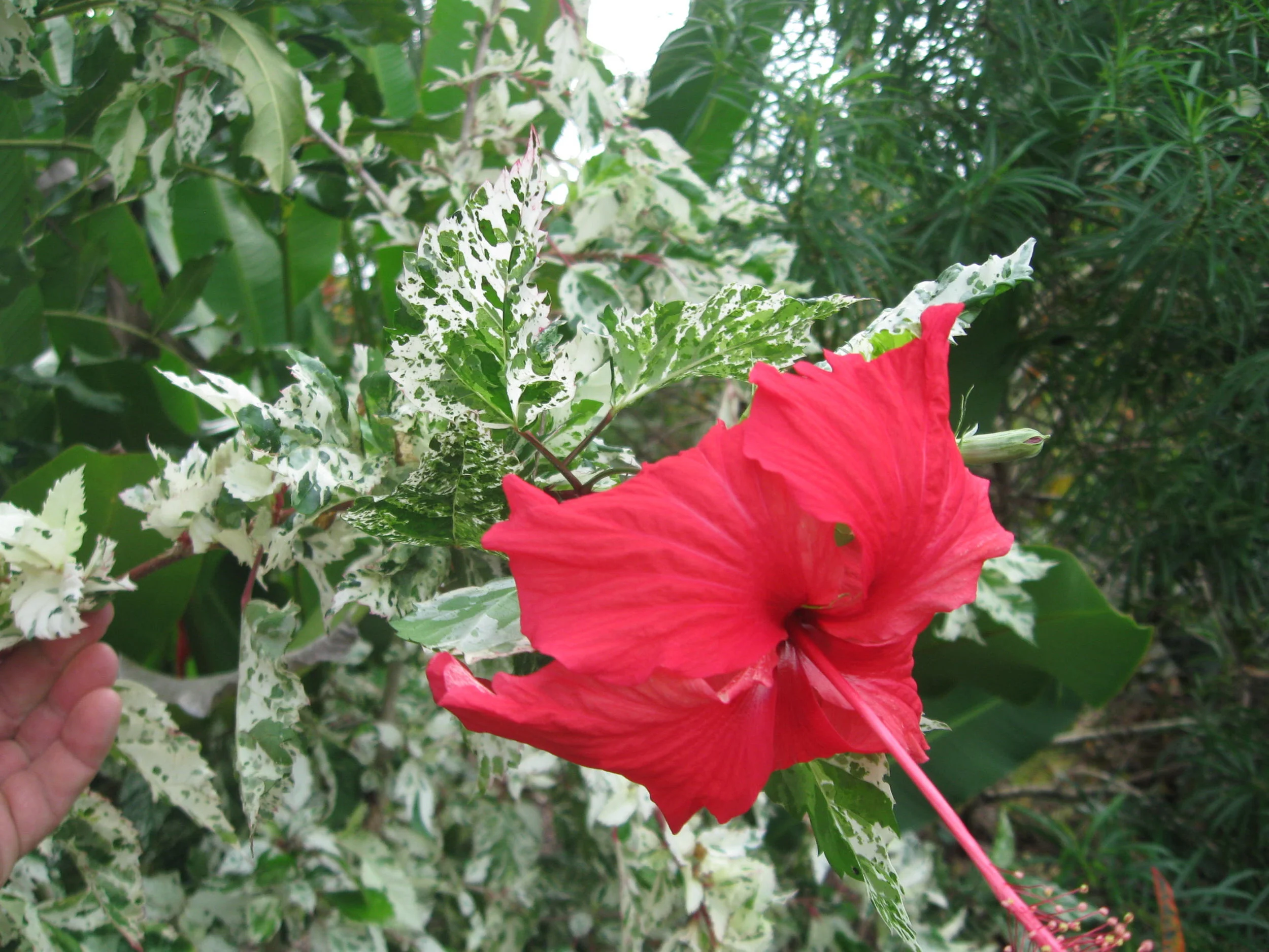 Hibiscus rosa-sinensis cooperi.jpg