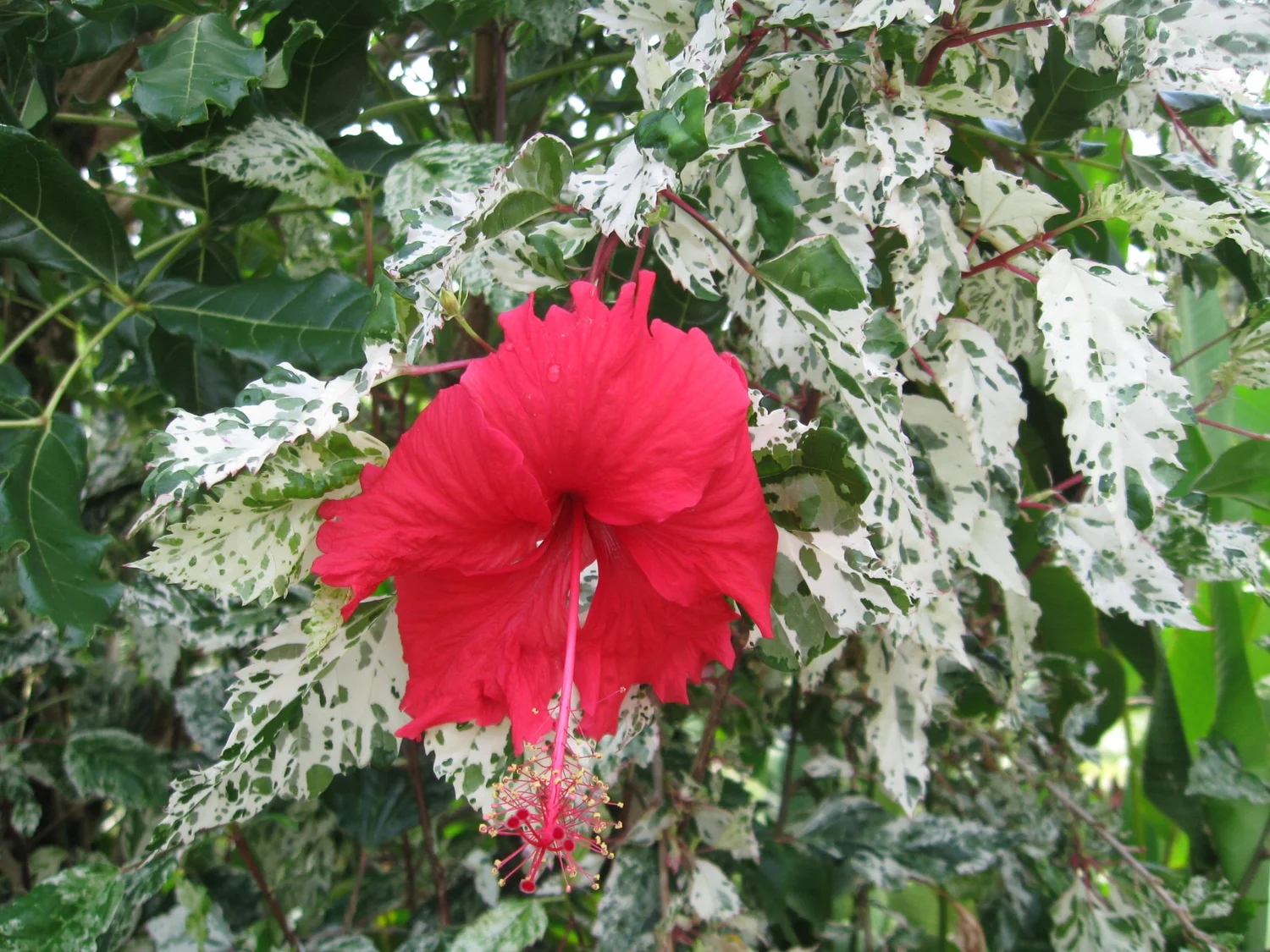 Hibiscus rosa-sinensis cooperi  Vintage Green Farms with Tom Piergrossi