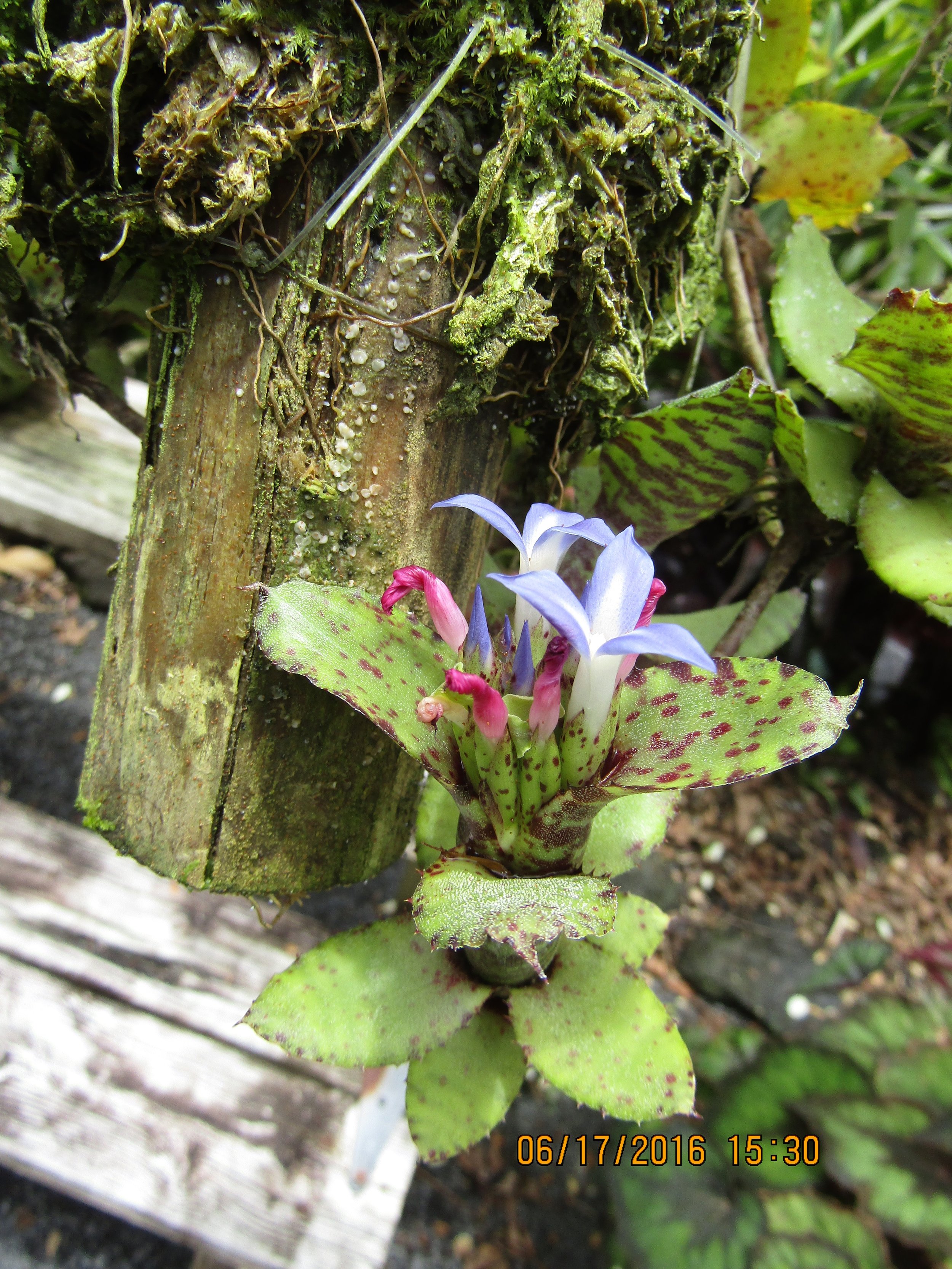 Neoregelia 'Liliputiana' (1).jpg