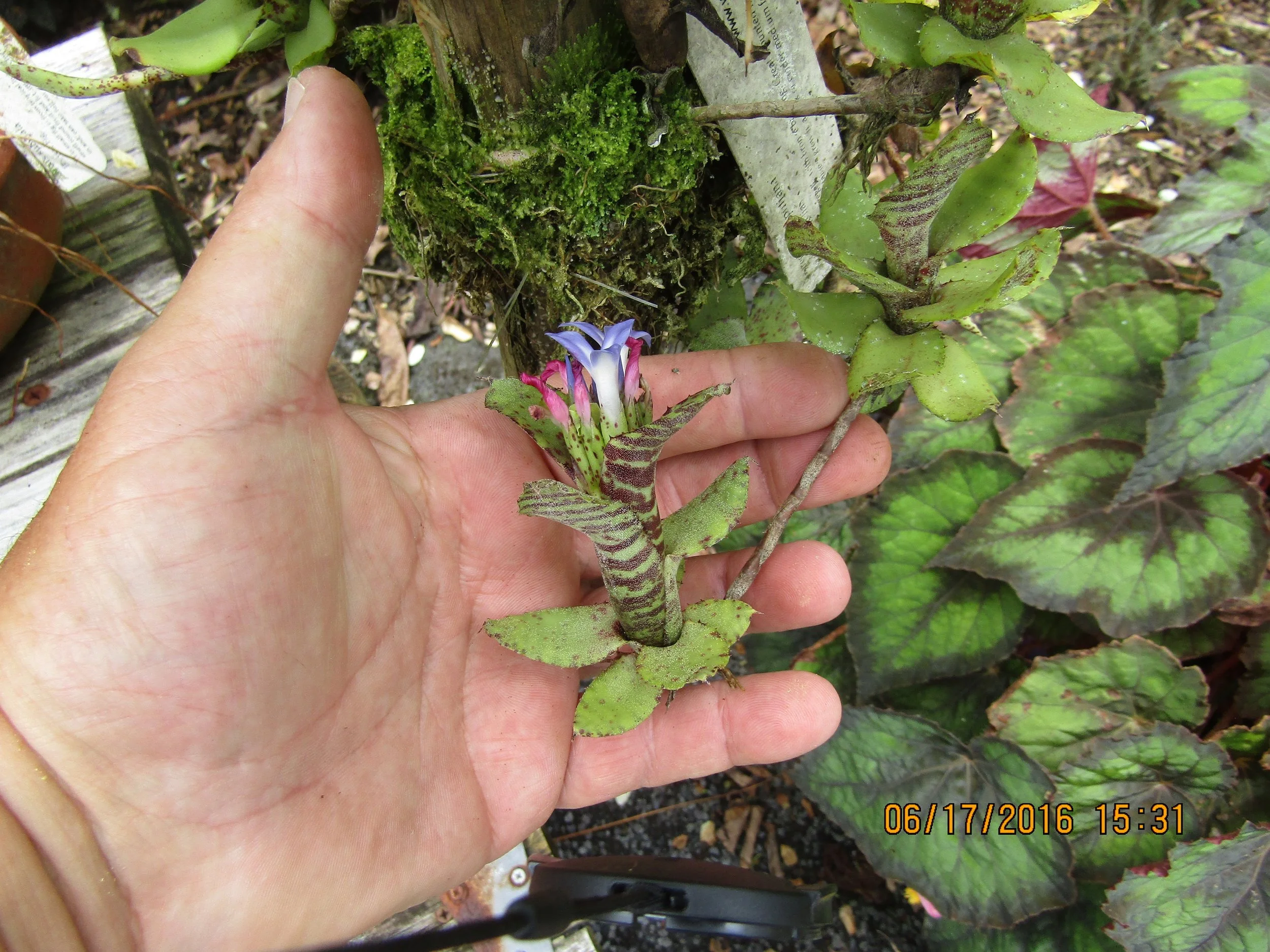 Neoregelia 'Liliputiana' (2).jpg