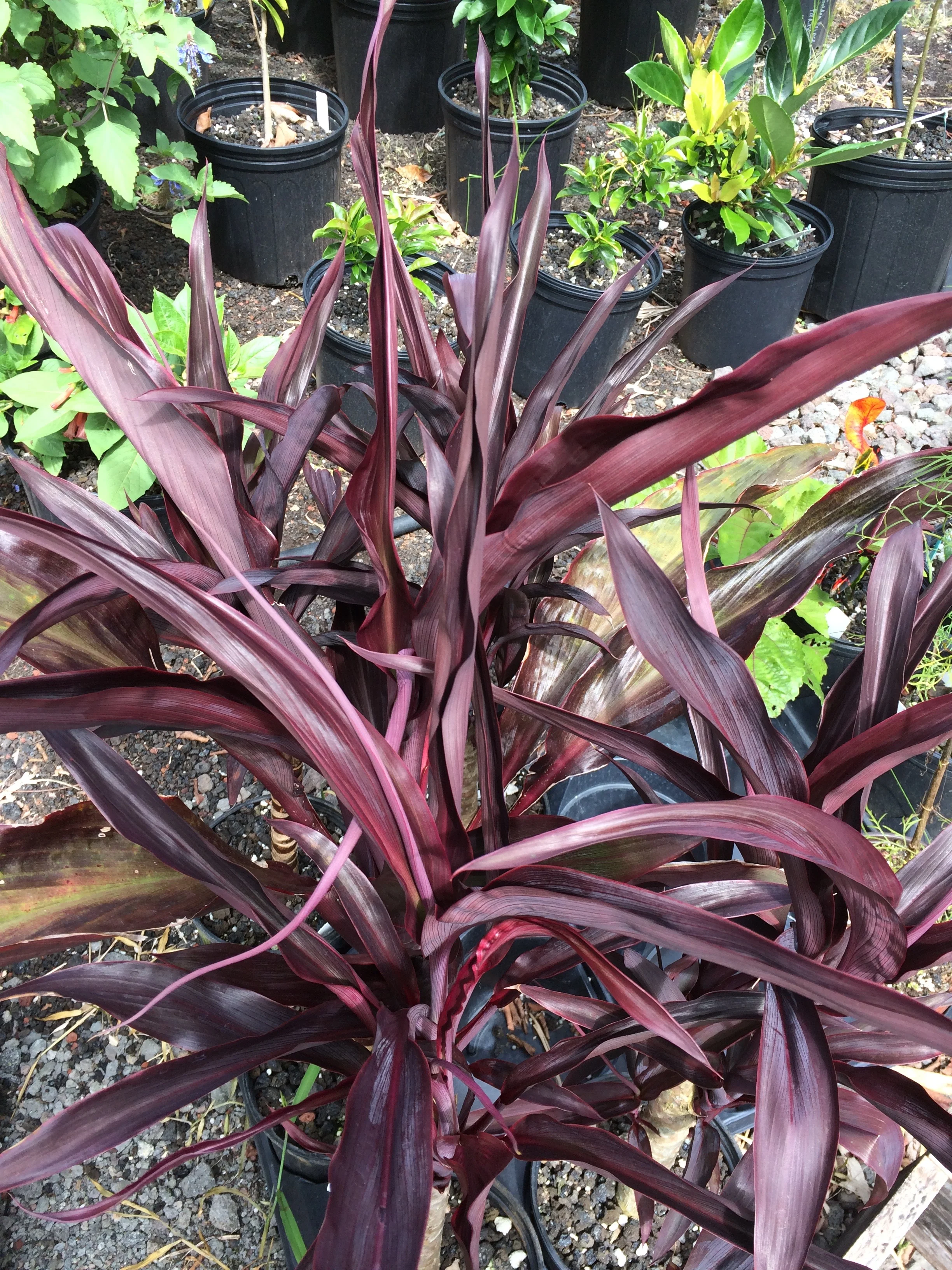 Cordyline terminalis 'Burgundy Spray'.jpg