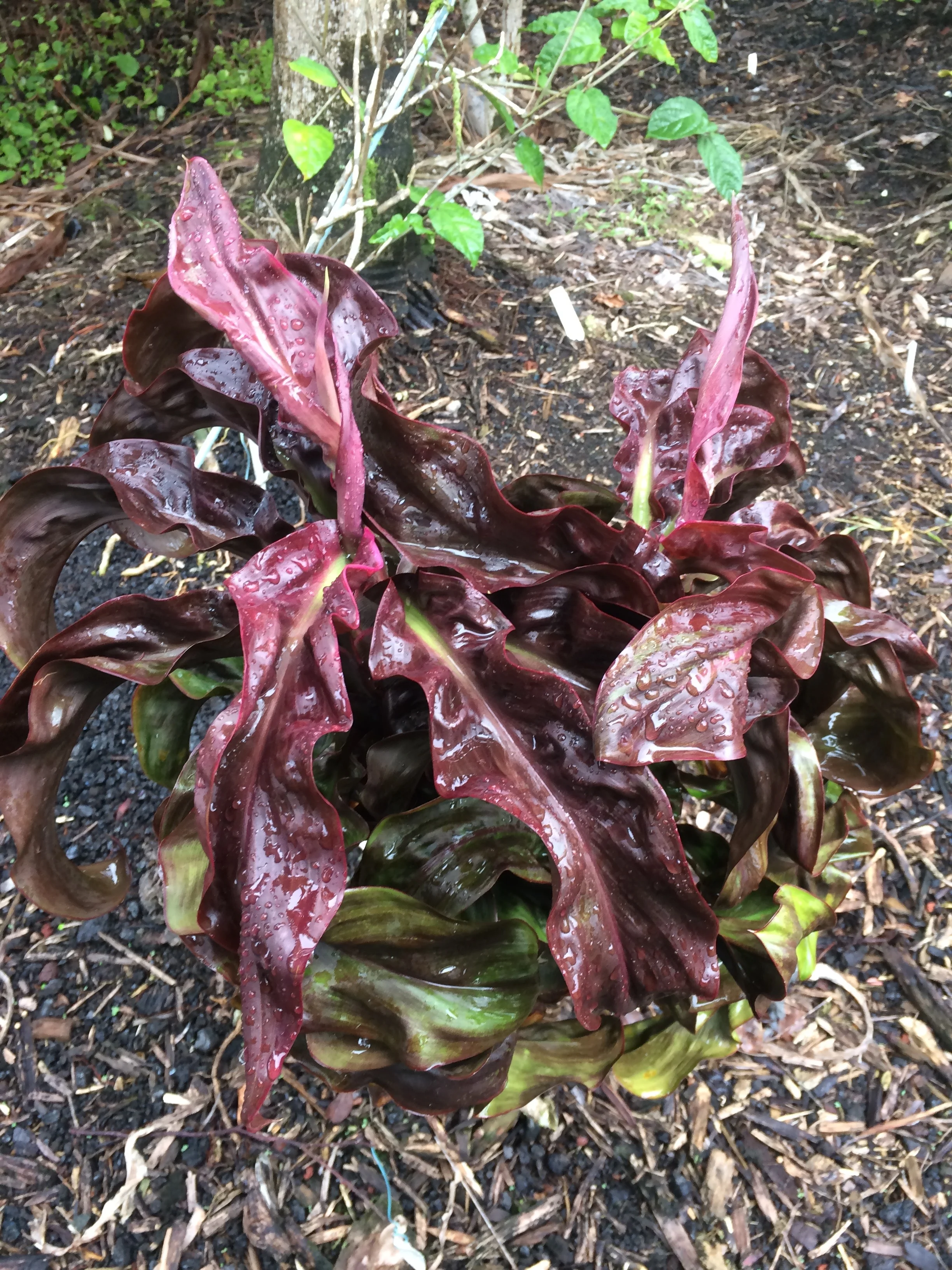 Cordyline terminalis 'Earth Quake' (3).jpg