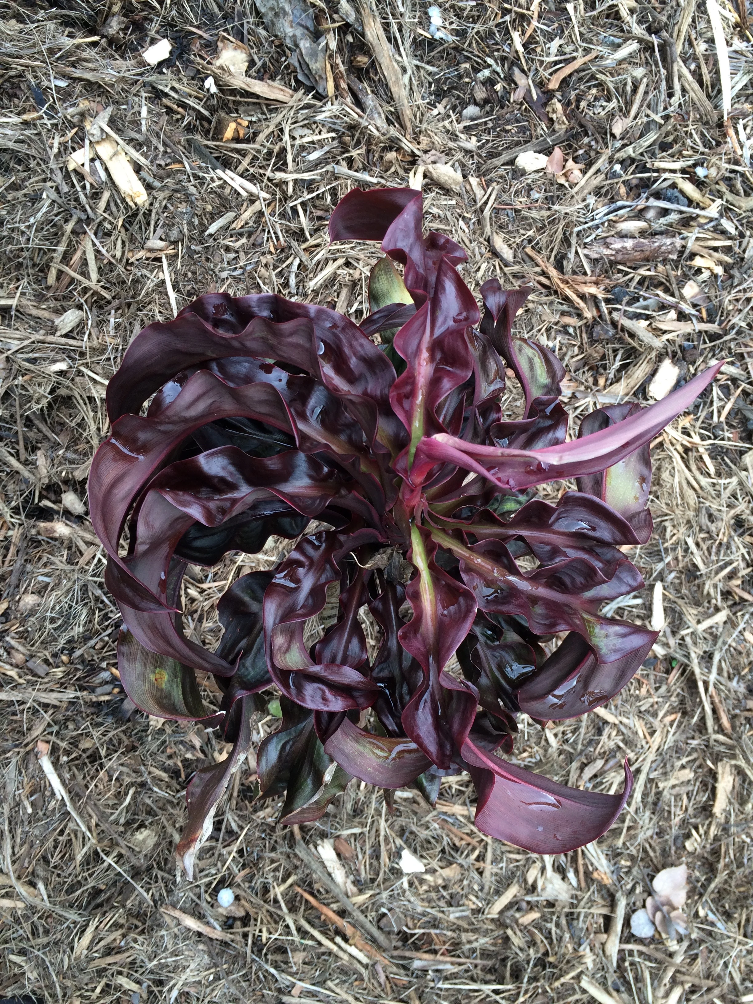 Cordyline terminalis 'Earth Quake' (2).jpg