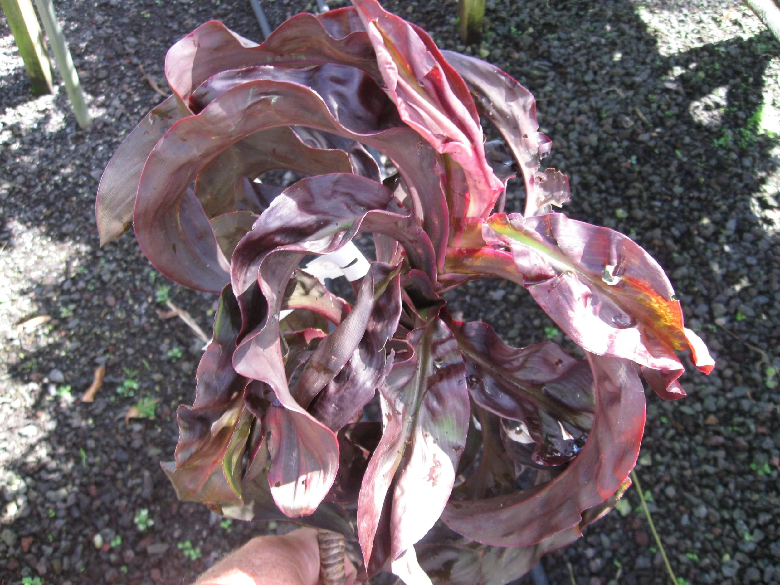 Cordyline terminalis 'Earth Quake'.jpg