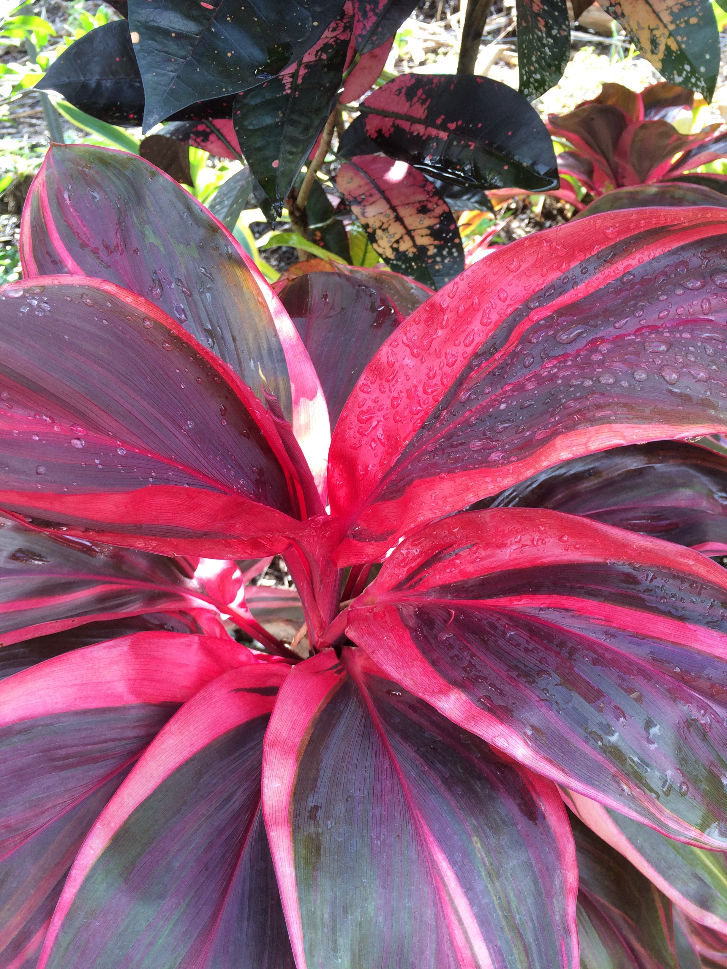 Cordyline terminalis 'Electra' (2).jpg