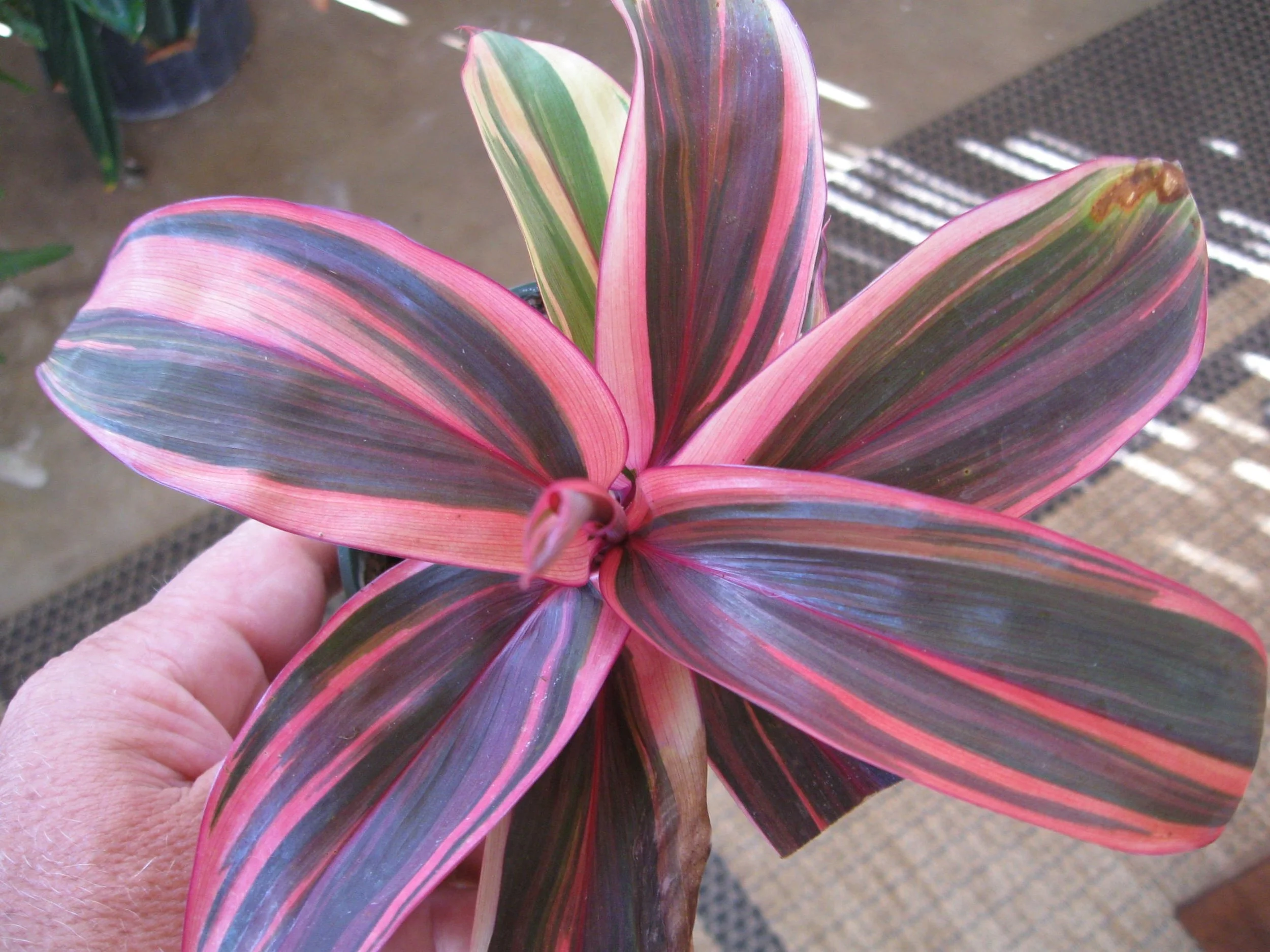 Cordyline terminalis 'Electra'.jpg